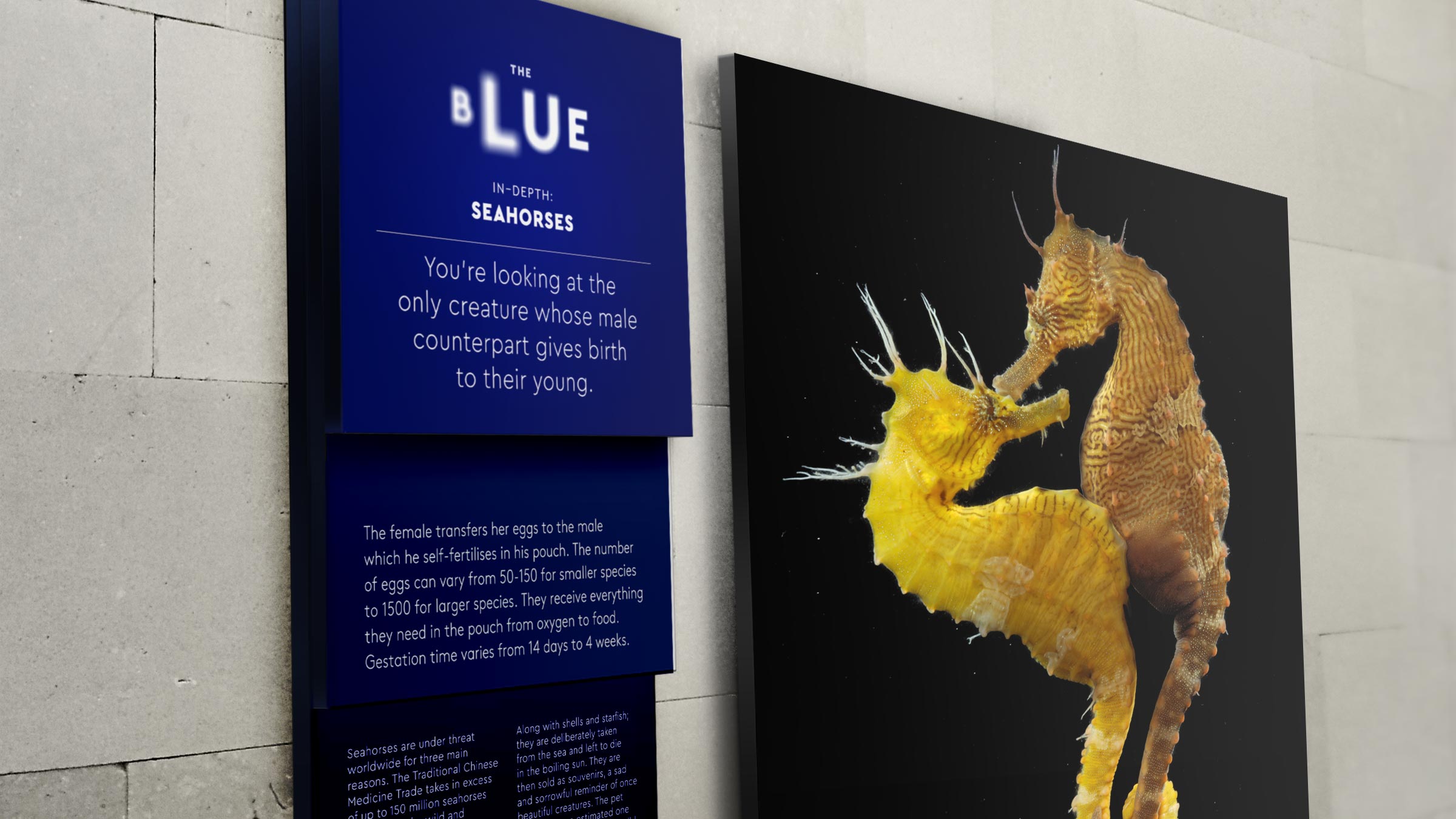Scottish Seabird Centre marine conservation charity exhibition design The Blue brand visual identity by Monumentum Brands